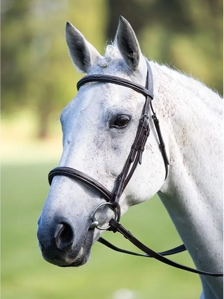 Avignon Raised Cavesson Bridle