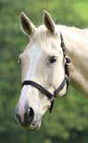 WESSEX NYLON HEADCOLLAR