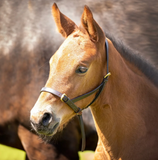 Velociti GARA Leather Foal Slip