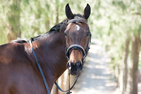 SALE BSE Bridle Leather Clincher - BLACK PONY ONLY