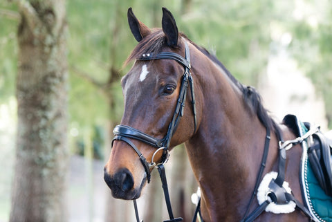 SALE BSE 5 Stone Bridle