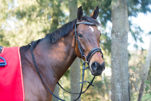 SALE - BSE Bridle Leather Econo - BROWN PONY